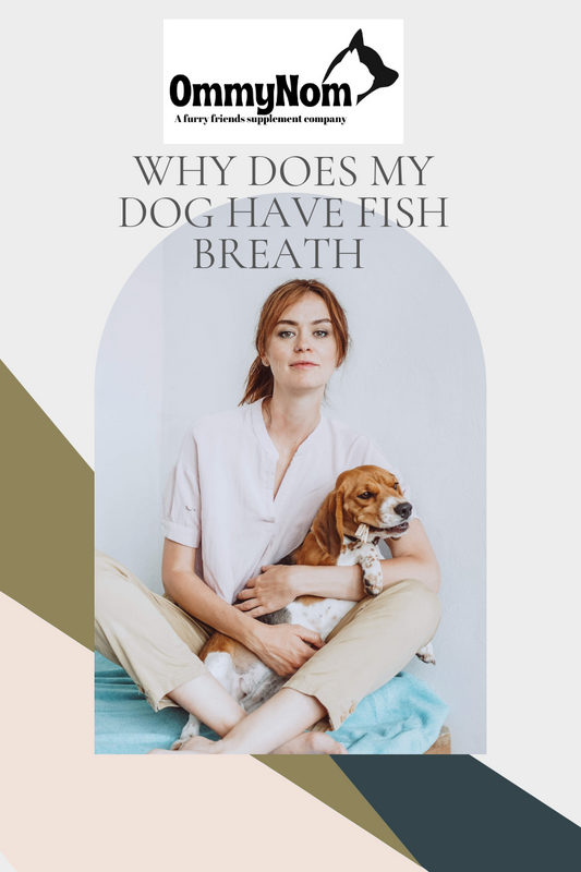 Decoding Fishy Breath in Dogs: Causes and Remedies